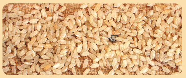 О РИСЕ — LiveJournal